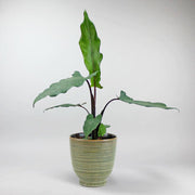 Alocasia Lauterbachiana