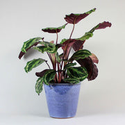 Calathea Medallón | Calathea Roseopicta 'Medallion'