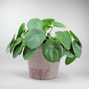 Planta del dinero | Pilea Peperomioides