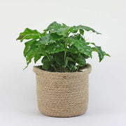 Coffee Plant | Coffea Arabica