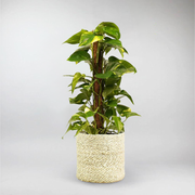 Decorum Scindapsus with Moss Pole