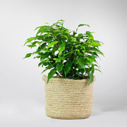 Ficus Benjamina ‘Kinky’ | Ficus Benjamina 'Kinky'