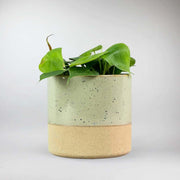 Filodendron Trepador | Philodendron scandens