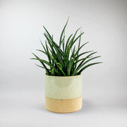 Small Snake Plant 'Fernwood Mikado' - Cute Sleek foliage