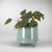 Filodendron Micans | Philodendron Hederaceum