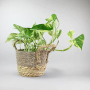 Potos de la Suerte | Epipremnum Aureum 'Marble Queen'