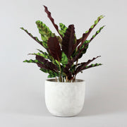 Calathea Rattlesnake plant - Striking Patterns and Graceful Foliage