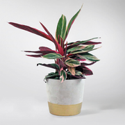 Calathea 'Triostar' | Stromanthe 'Triostar'