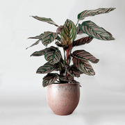 Calathea 'Pink Ornata' vibrant plant with Stripes of Colour online
