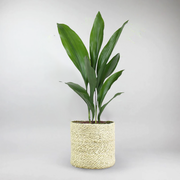 Large Cast Iron Plant | Aspidistra Elatior