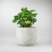 Singonio 'Pixie' | Syngonium Podophyllum 'Pixie'