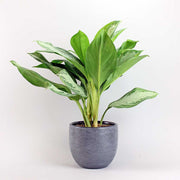 Aglaonema Silver Bay Evergreen plant