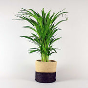Areca Palm in a beige and black jute basket
