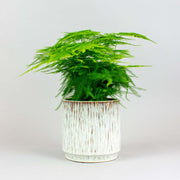 Helecho Plumoso - Asparagus Setaceus