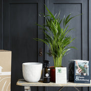 Plant Subscription Box- Image 1
