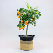 Calamondin Orange Tree in jute basket