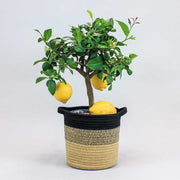 Lemon tree with lemons in a jute basket