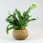 Staghorn Fern in a Kokodama bowl
