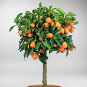 Kumquat Tree with bright green foliage and various oval shaped orange Kumquats