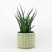 Fernwood Mikado in a light green patterned plant pot