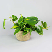 The Sweetheart Plant Brazil in a beige basket