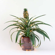 Piña tropical | Ananas comosus 'Pygmy Amigo'