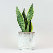 Sansevieria futura superba - Mother-in-Law's Tongue