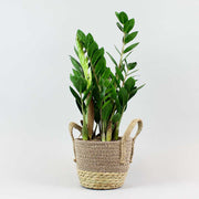 ZZ plant in a basket