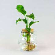 Hydroponic Bird Of Paradise on a round glass vase