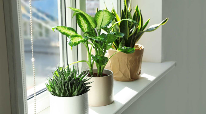 10 Increíbles plantas de interior para ventanas soleadas