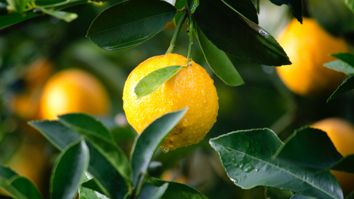 Prepara tu propia limonada esta primavera