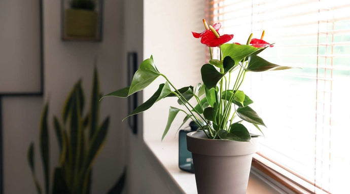 Más de 15 hermosas plantas con flores para cultivar en interiores