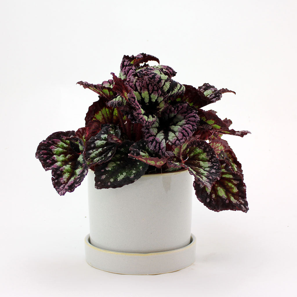 Firework Begonia | Firework Rex Begonia – BloomBox Club Spain