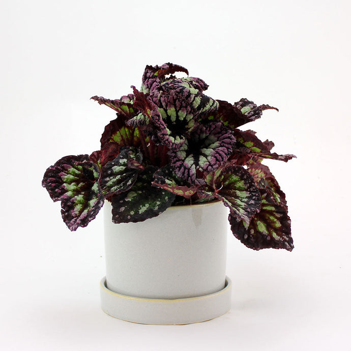 Firework Begonia | Firework Rex Begonia