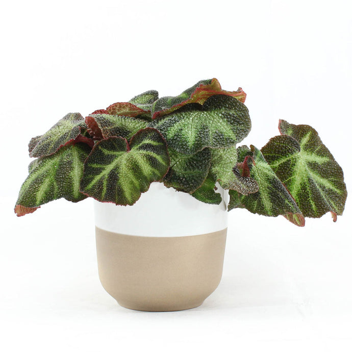 Dino Begonia | Dino Rex Begonia