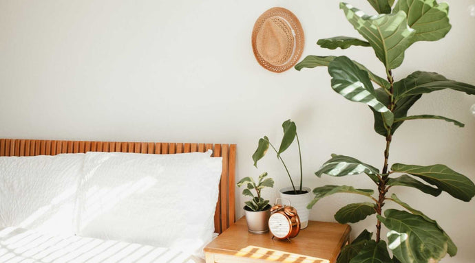Las mejores plantas de dormitorio para ayudarte a dormir y relajarte.