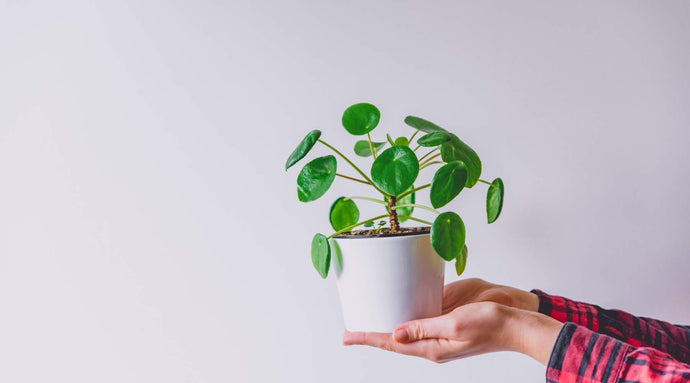 16 mejores Tipos y Variedades de Pilea para plantar en tu hogar