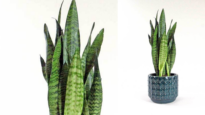 Guía de las plantas Sansevieria: Cuidados y beneficios