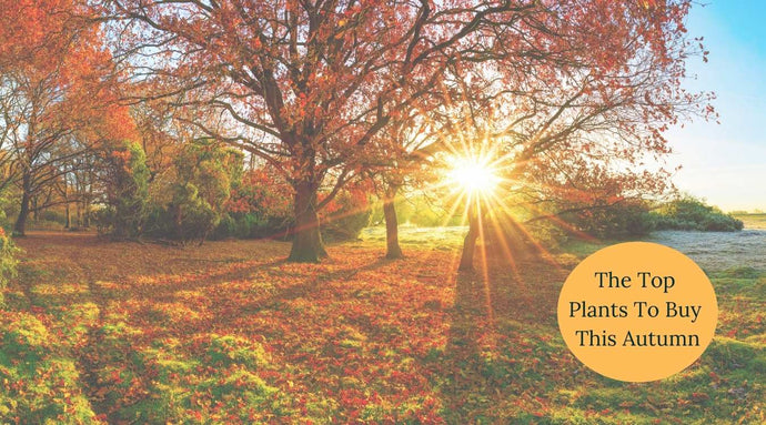 Las mejores plantas para comprar este otoño - La lista de plantas imprescindibles de España