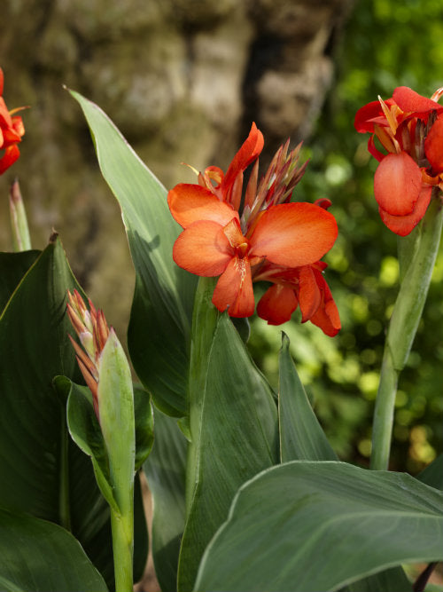 Plantas de interior y exterior y el jardín intermedio