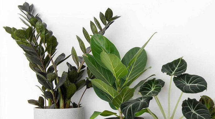 12 plantas fáciles de cuidar que no requieren ser replantadas cada año