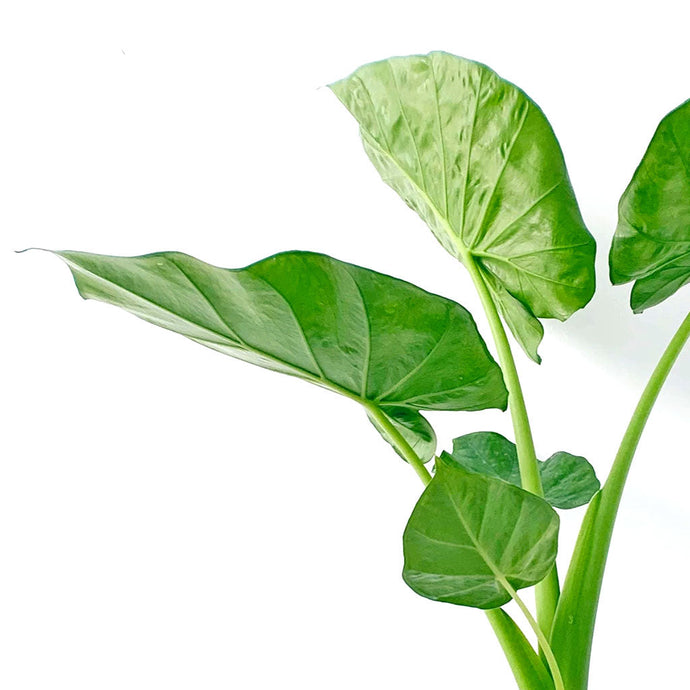 Giant Taro | Alocasia macrorrhiza