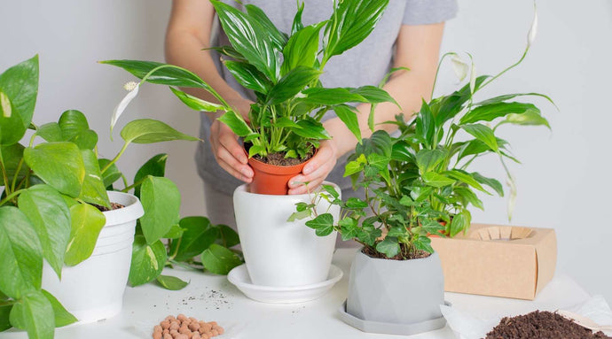 Guía para principiantes sobre cómo fertilizar las plantas