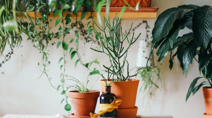 ¿Cómo me deshago de las Moscas de las Plantas (Mosquitos de hongos)?
