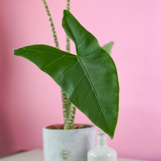 El acto de regalar plantas