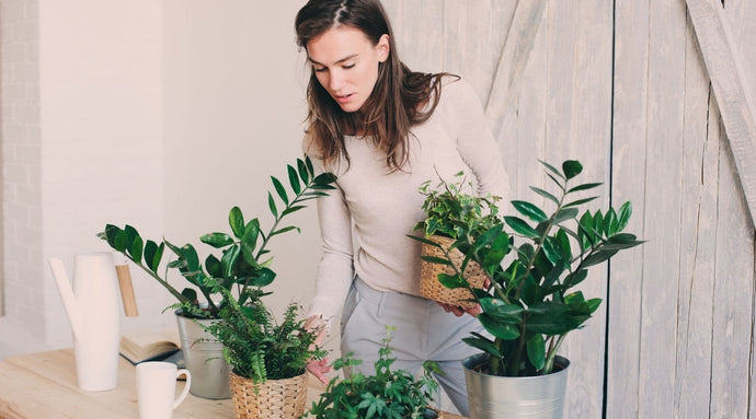 Cuidado de las plantas de interior: 9 errores comunes que hay que evitar