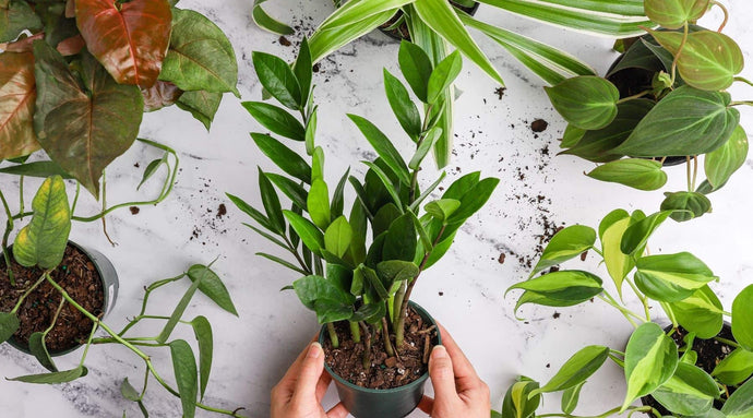 Ideas de plantas de interior para espacios con poca luz