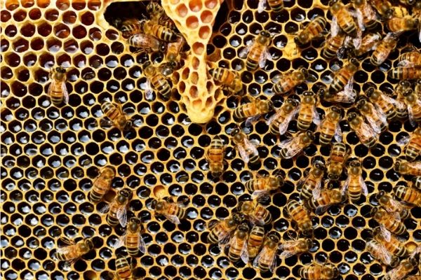 Hablemos de las abejas