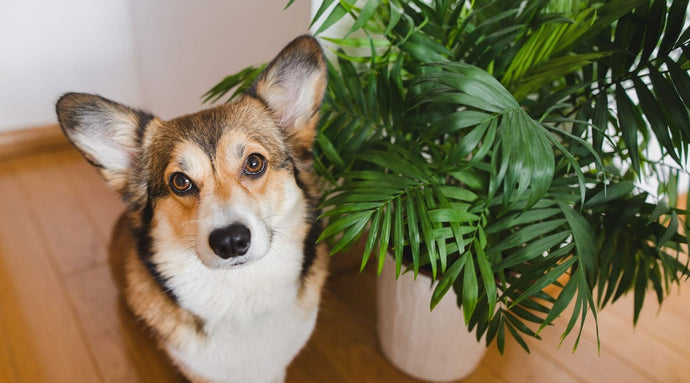 Lista de Plantas de Interior Amigables con las Mascotas