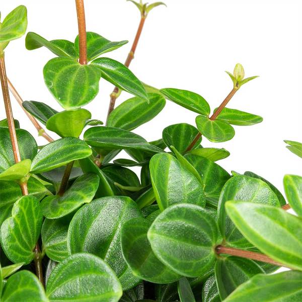 Dark Green Beetle Radiator Plant | Peperomia angulata ‘Rocca Scuro’